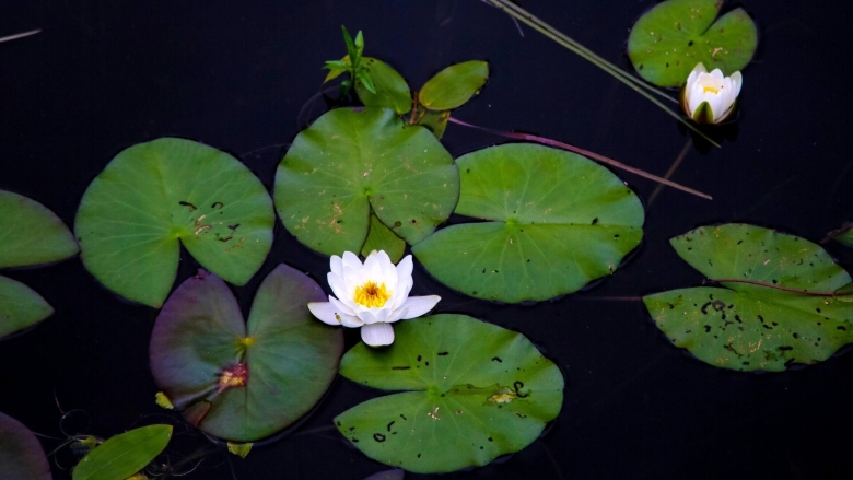 Кувшинка растение водоема
