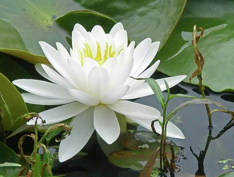 Белая кувшинка волшебные свойства