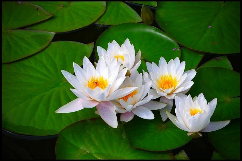 Нимфея Альба