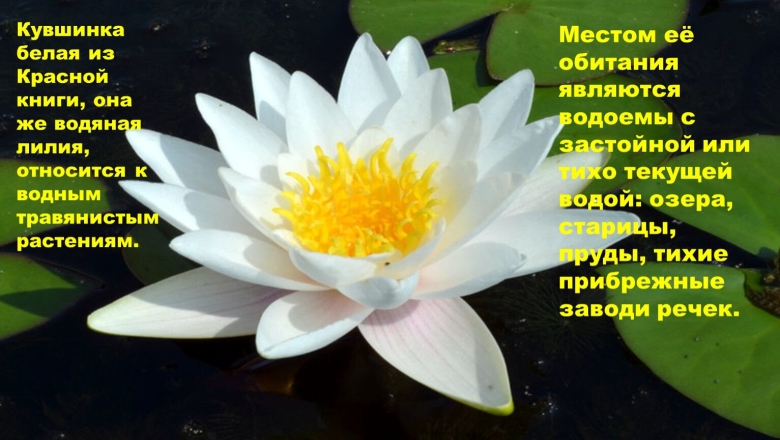 Кувшинка белая красная книга Нижегородской области