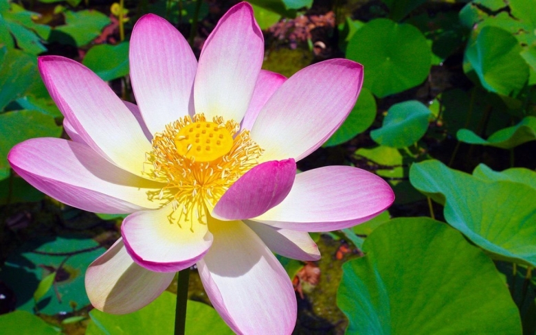 Лотос орехоносный Nelumbo nucifera