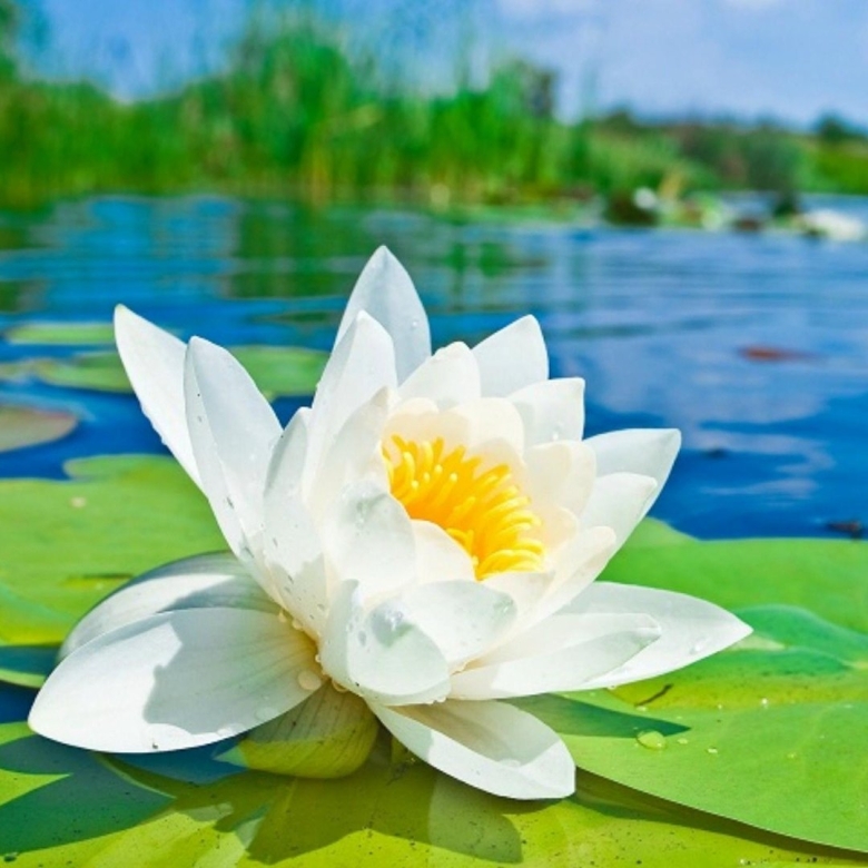 Белый Лотос Nymphaea Lotus