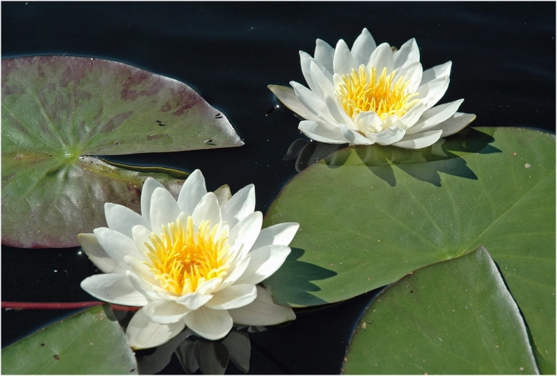 Кувшинка белая водяная Лилия