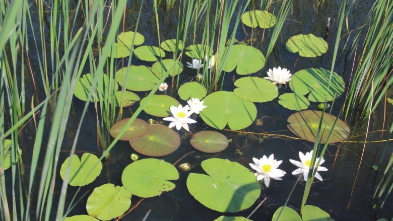 Кувшинка водяная лилия