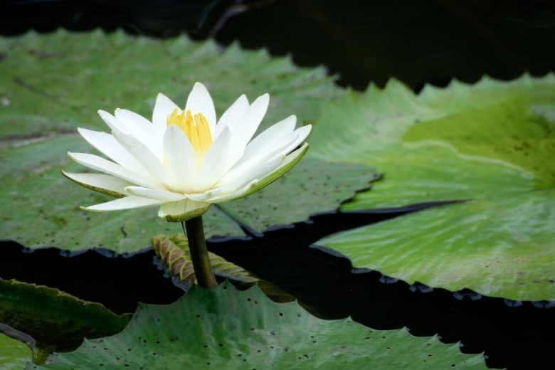 Белая кувшинка