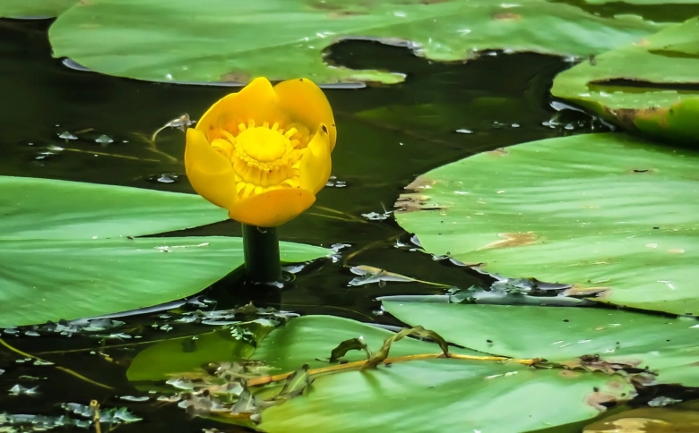 Кубышка малая nuphar pumila