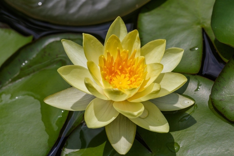 Лотос кувшинка кубышка