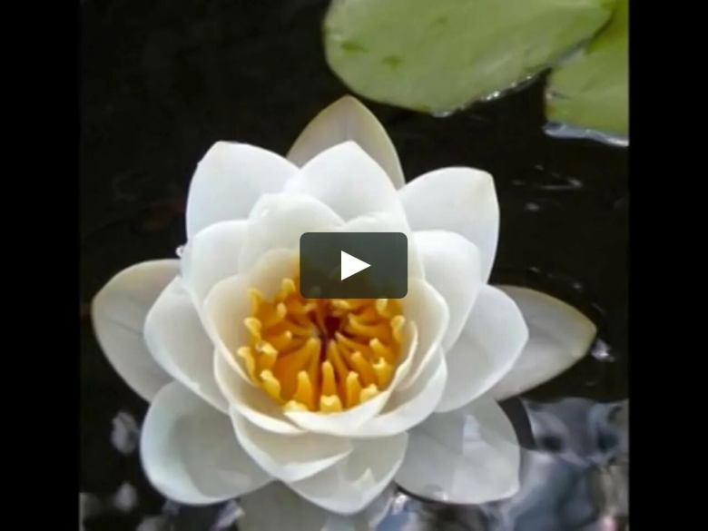 Белый Лотос Nymphaea Lotus