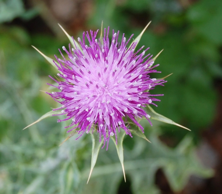 Silybum Marianum