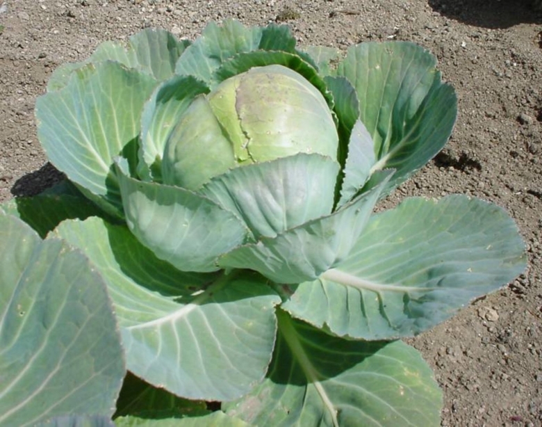 Brassica oleracea ботаника
