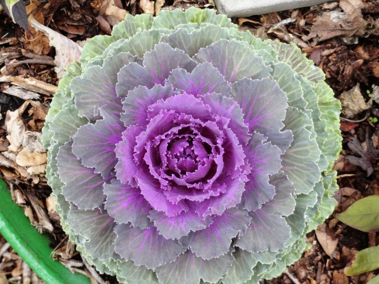 Декоративная капуста Brassica oleracea