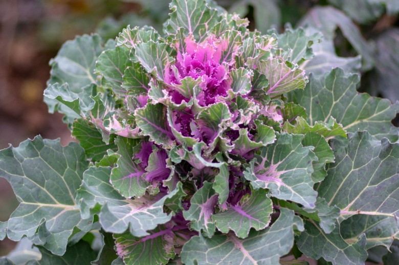 Декоративная капуста Brassica oleracea