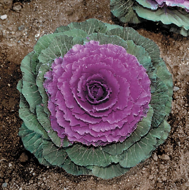 Brassica oleracea клумбы