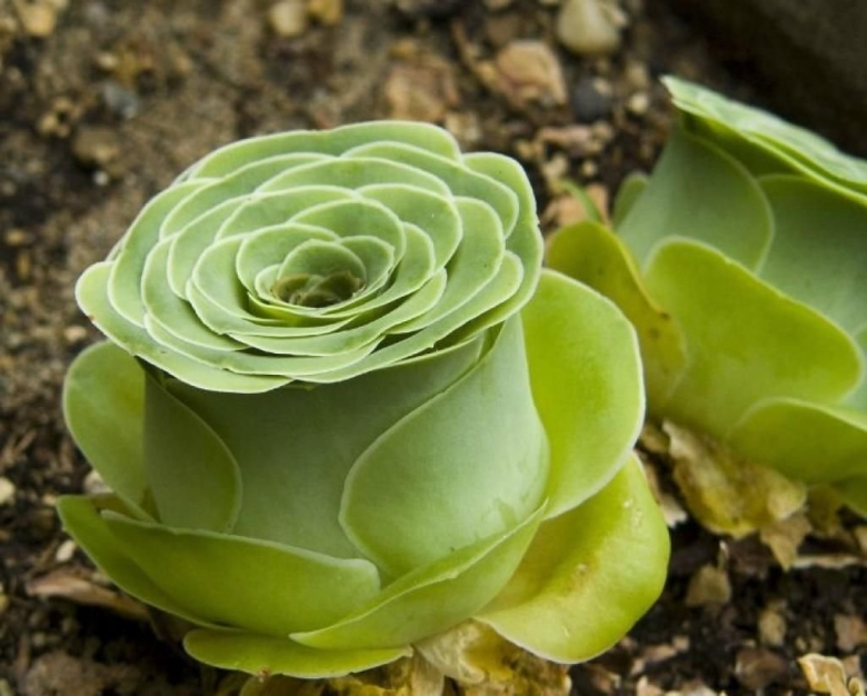 Суккулент Greenovia