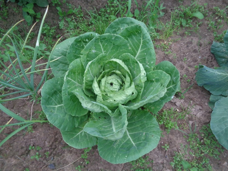 Brassica oleracea Wild