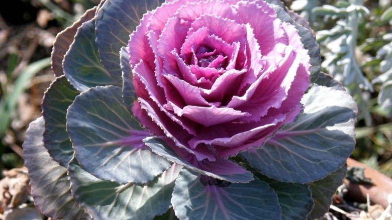 Декоративная капуста Brassica oleracea