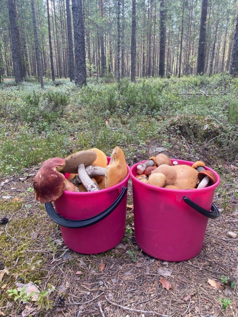 Собирать грибы