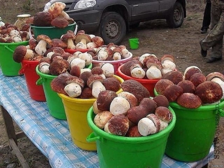 Белые грибы много