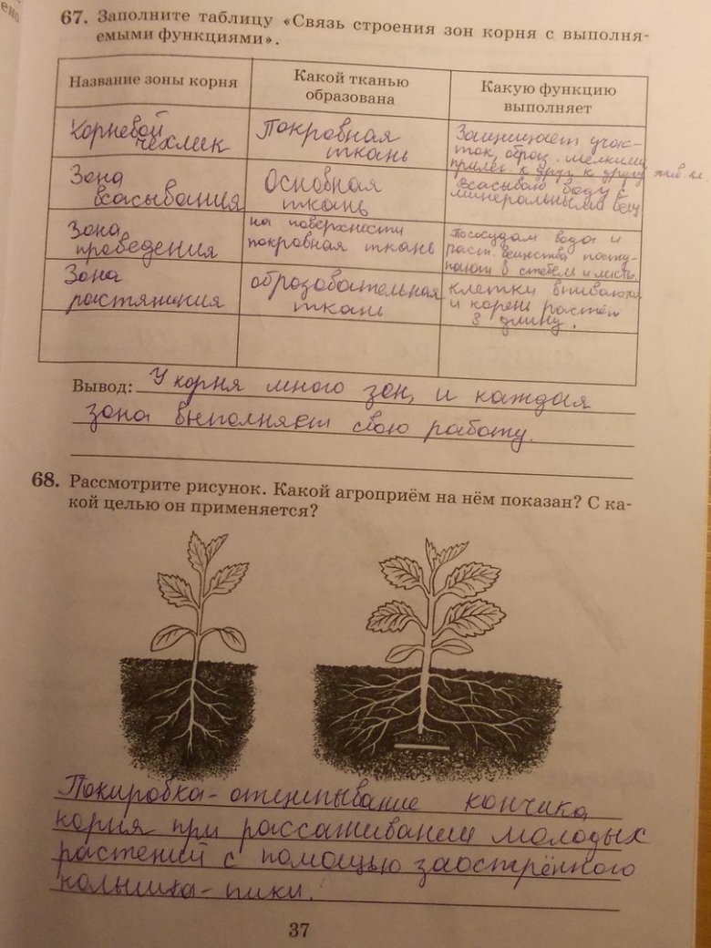Заполните таблицу связь строения зон корня с выполняемыми функциями