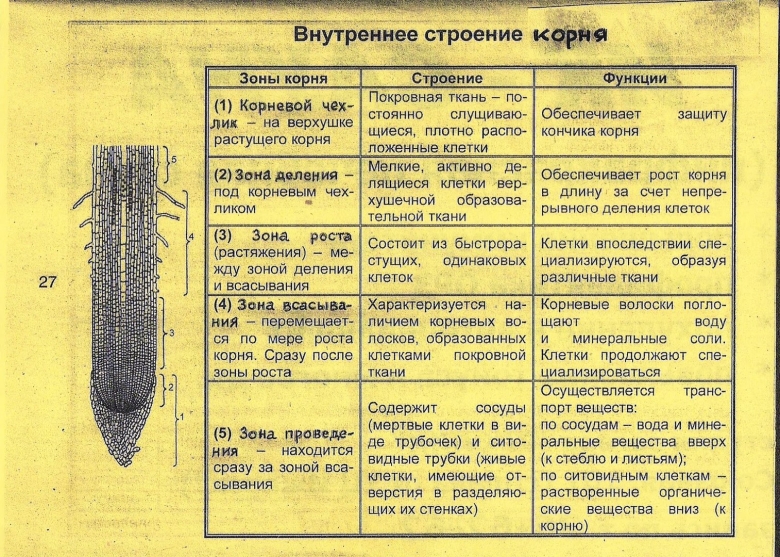 Зоны корня таблица строение и функции