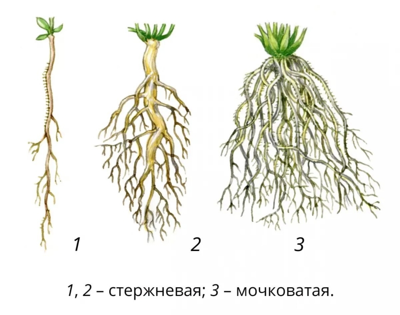 Мочковатая корневая система