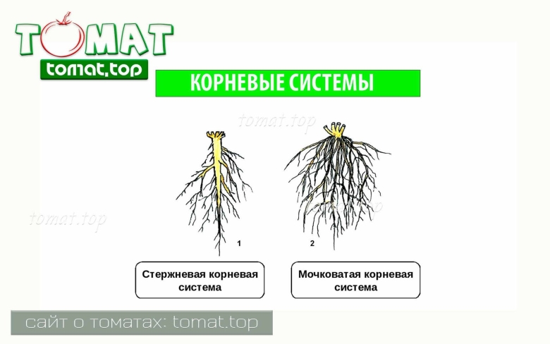 Размер корневой системы томатов