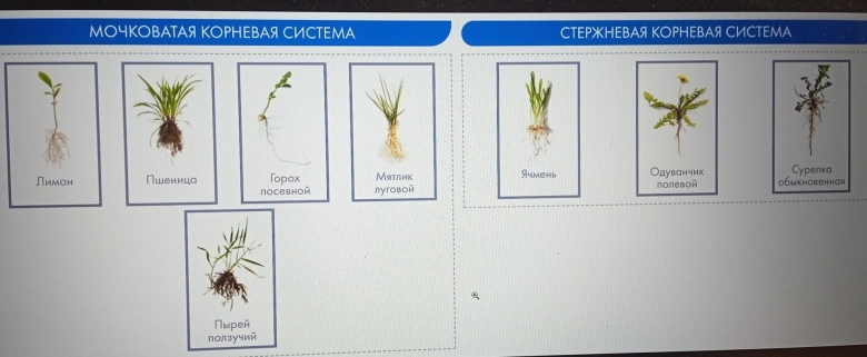 Тип корневой системы у ириса