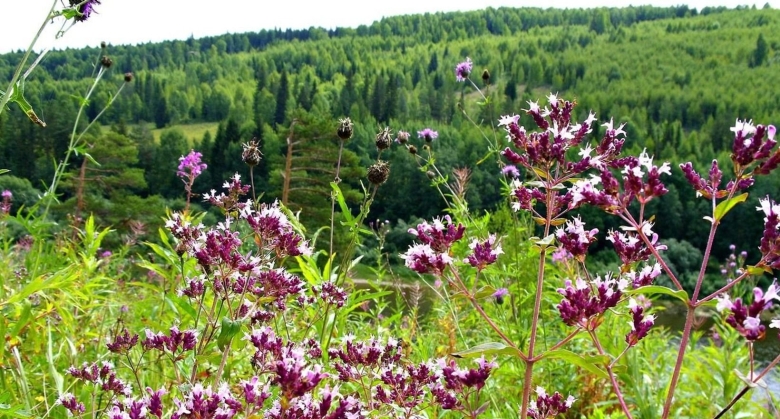 Цветок Урала душица