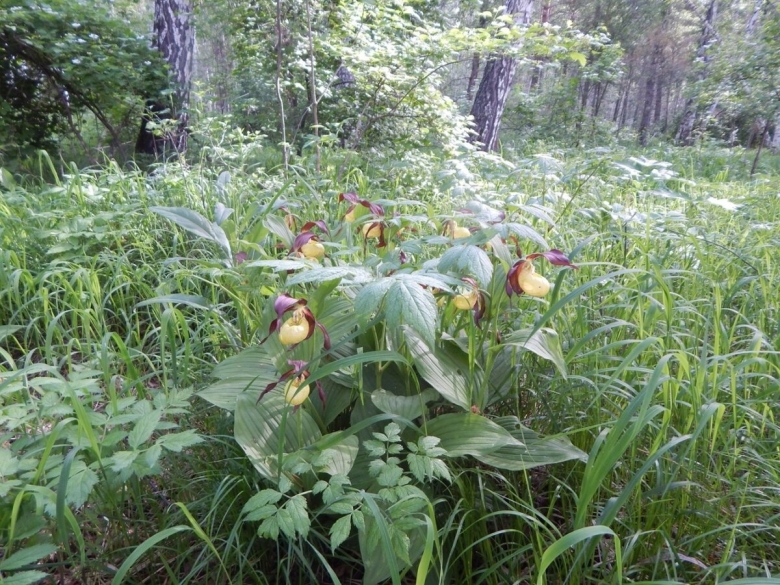 Шушенский Бор растительность