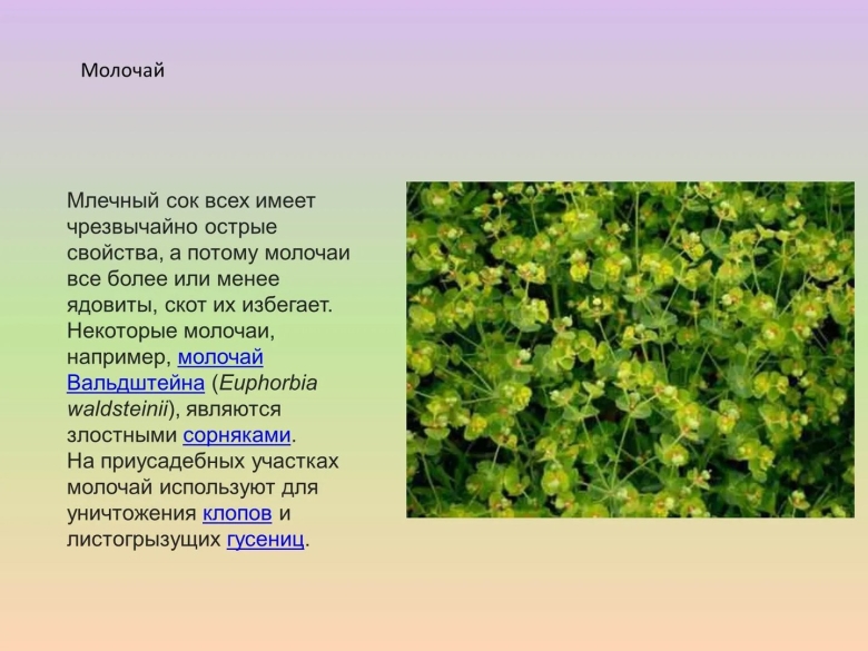 Лекарственные растения растущие в Красноярском крае