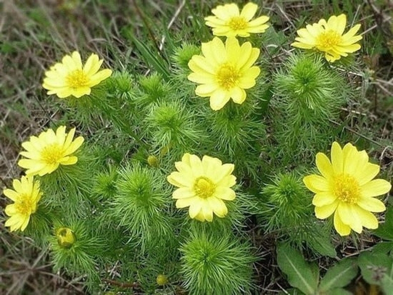 Первоцвет адонис весенний