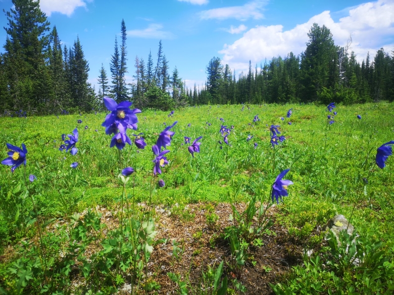 Растительность Красноярского края