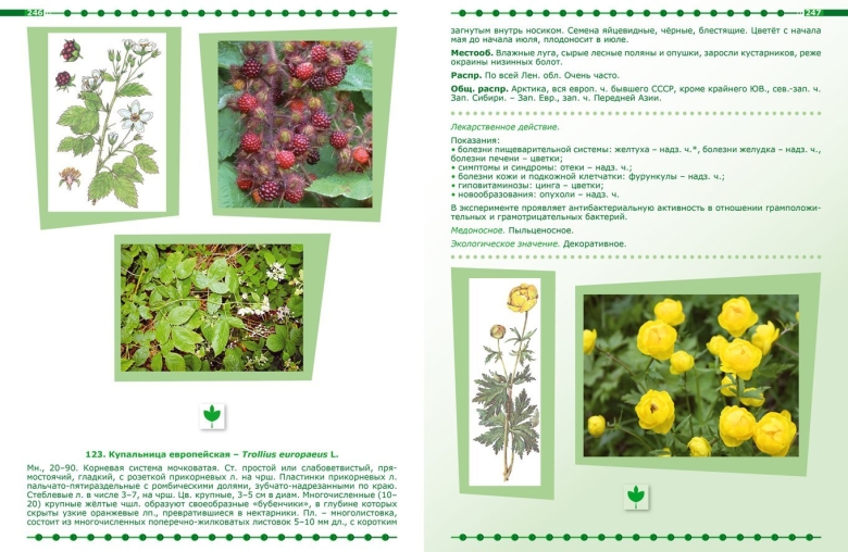 Лекарственные растения Ленинградской области