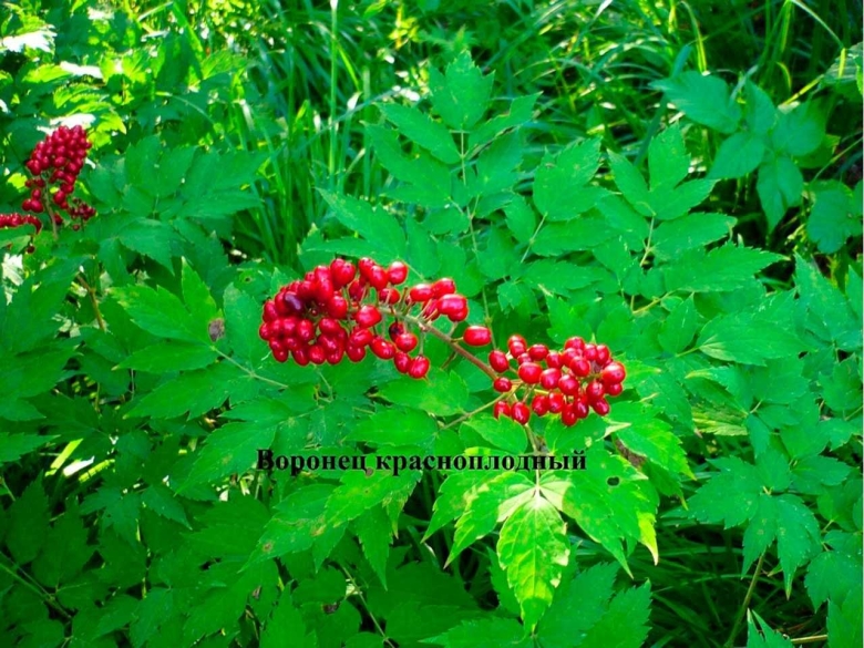 Воронец красноплодный ядовитый