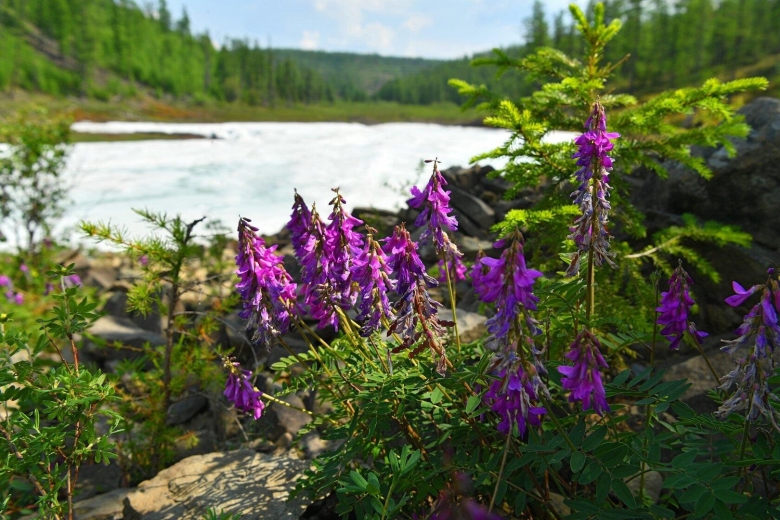Растения растущие в Якутии