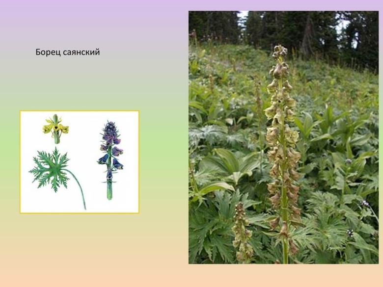 Травы Красноярского края