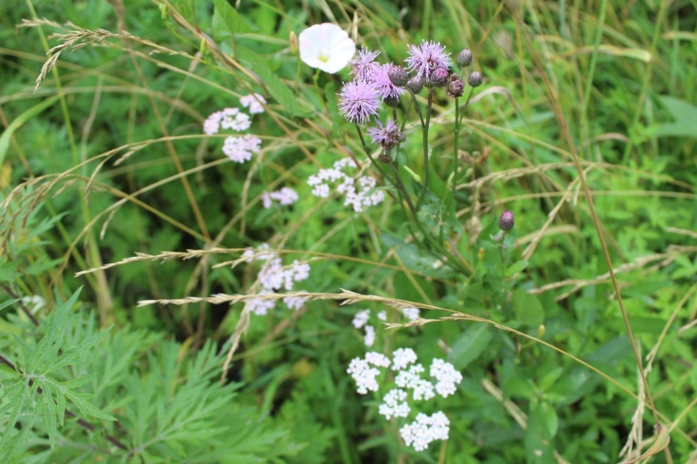 Лекарственные травы Кубани