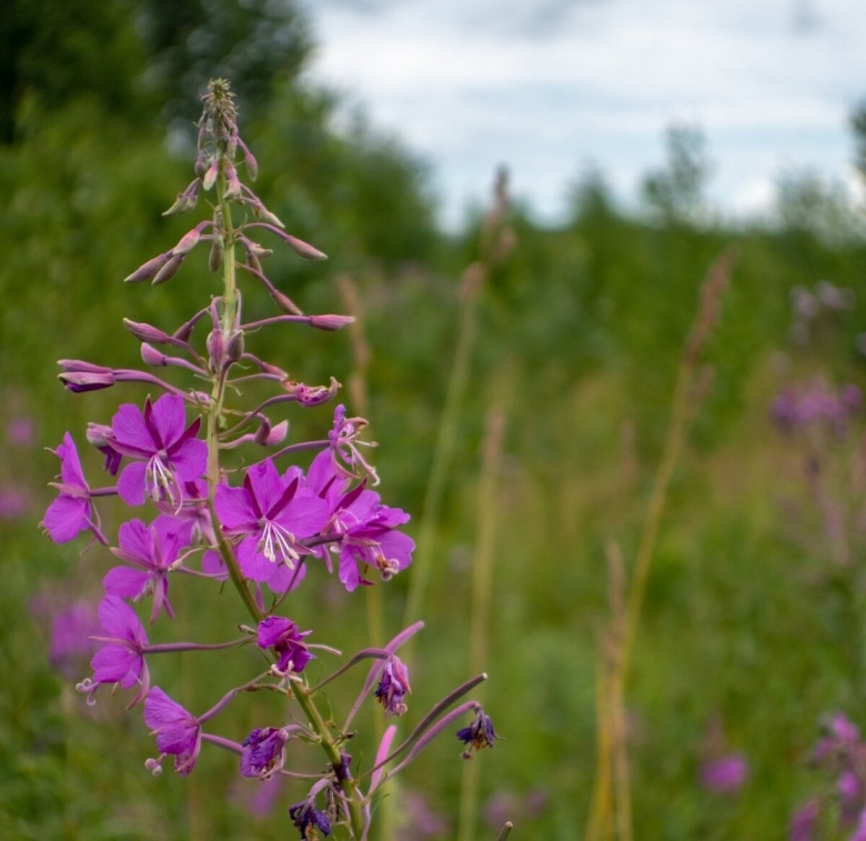 Кипрей узколистный