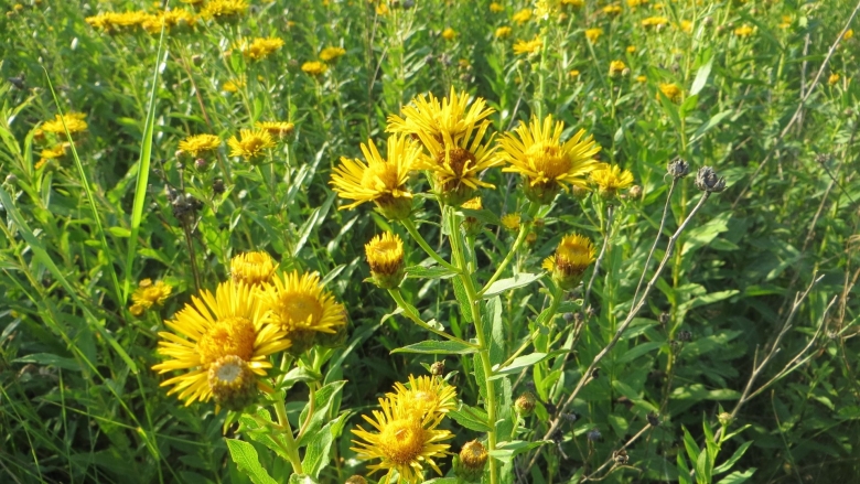 Травянистые растения Кубани