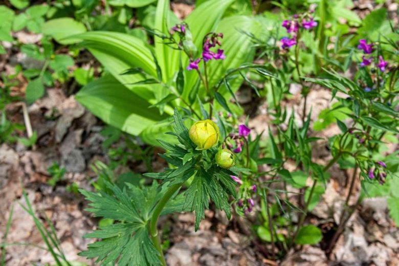 Растения урала