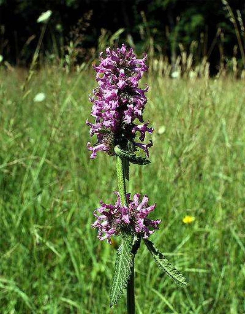 Буквица трава лечебные