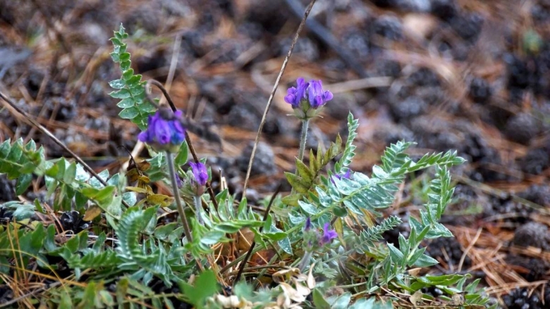 Шушенский Бор растительность