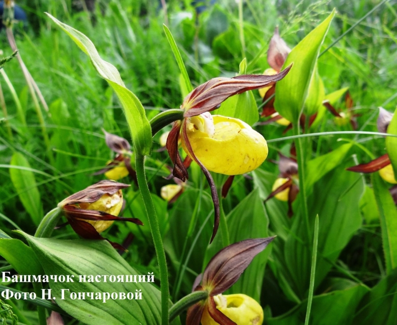 Венерин башмачок на красноярских Столбах