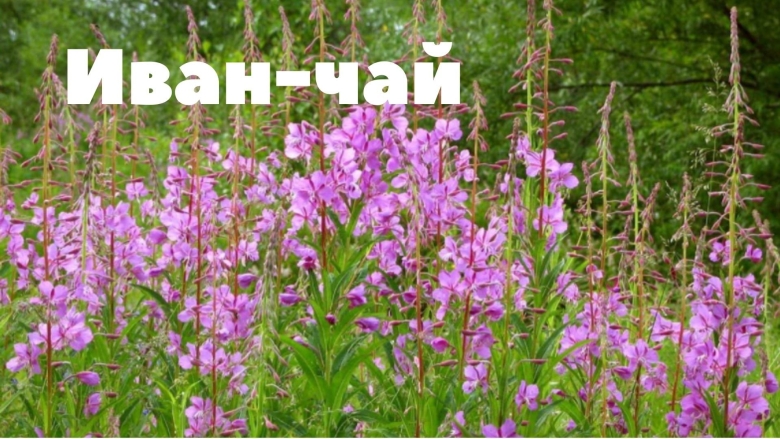 Люпин узколистный медонос