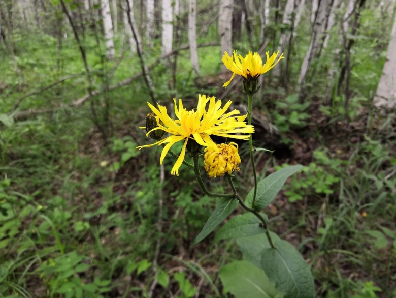 Скерда Сибирская Crepis sibirica