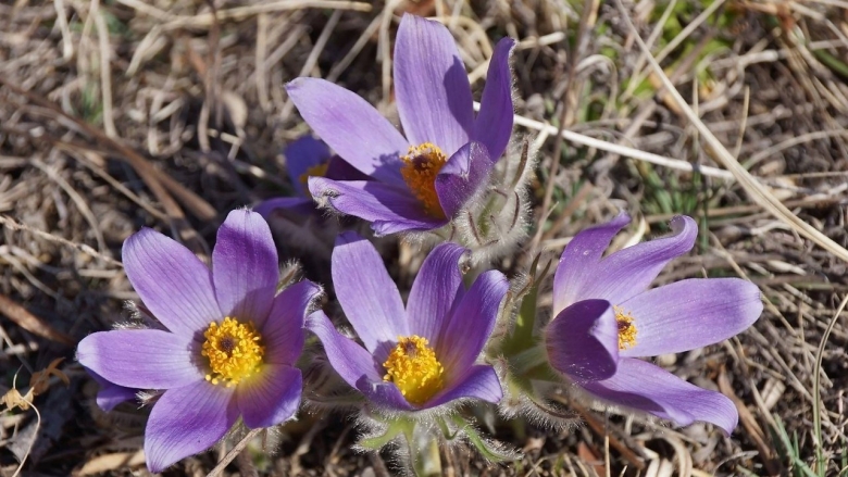 Прострел Турчанинова