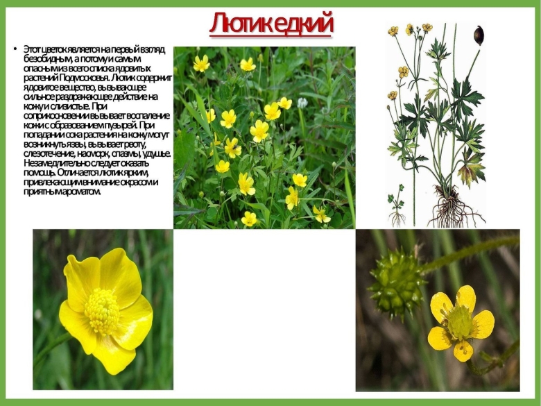 Лекарственные травы ядовитые
