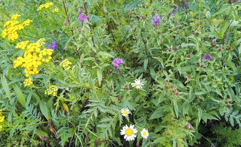 Лекарственные растения