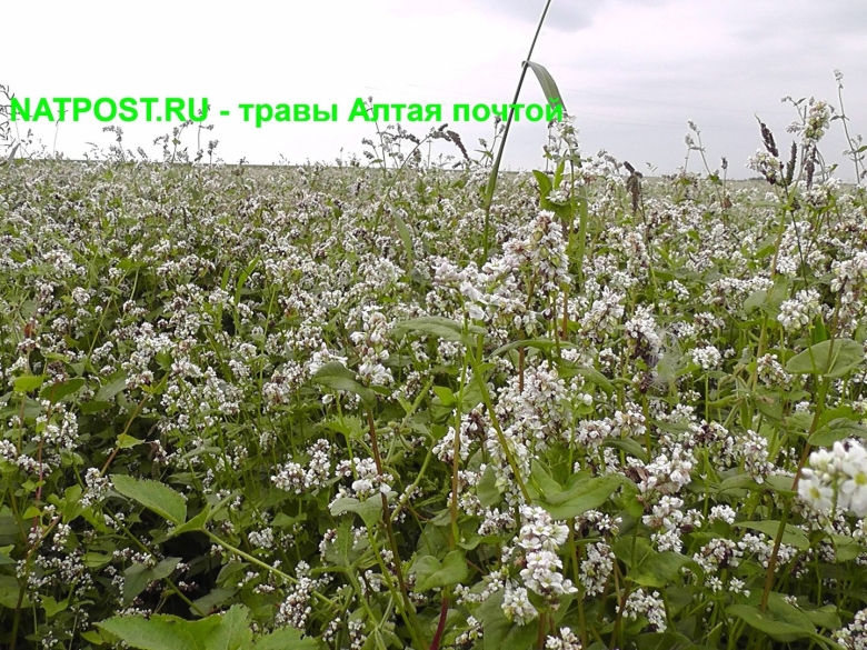 Лекарственные растения Алтайского края