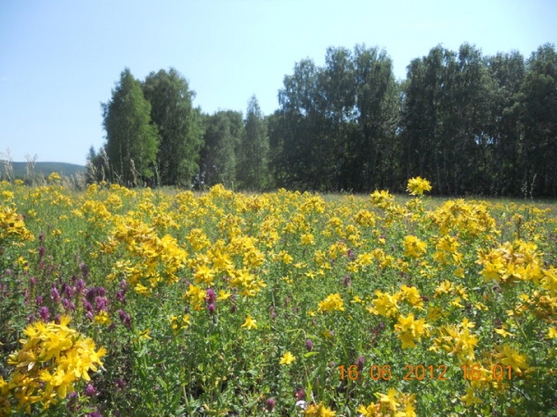 Лекарственные растения Луга зверобой